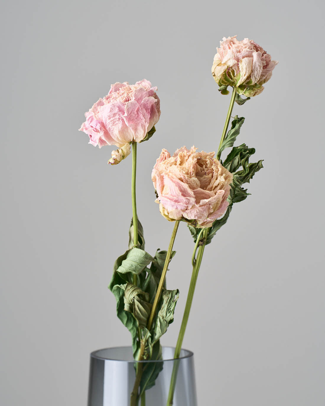 ［ドライフラワー］芍薬