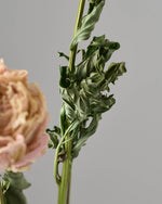 ［ドライフラワー］芍薬