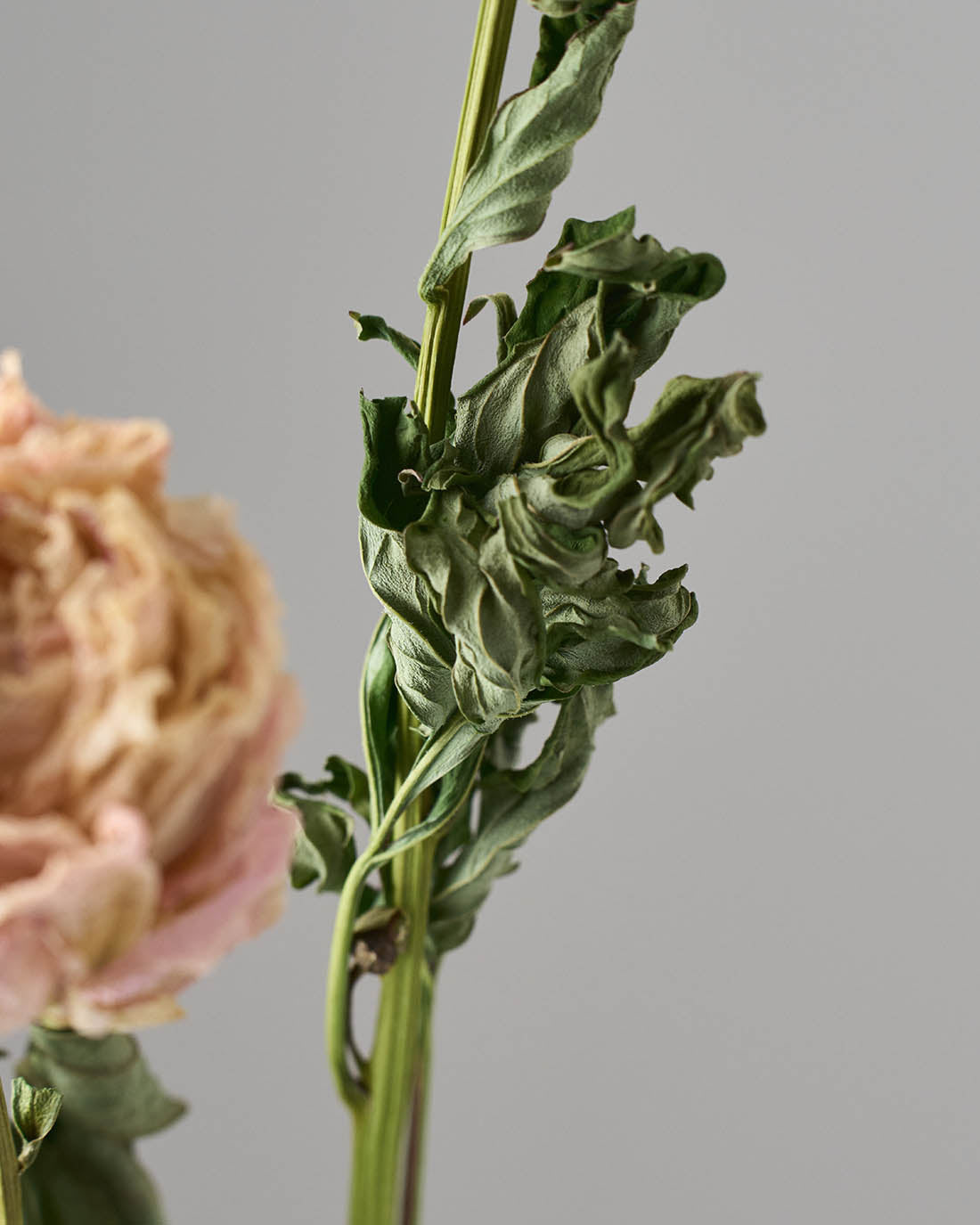 ［ドライフラワー］芍薬