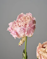 ［ドライフラワー］芍薬