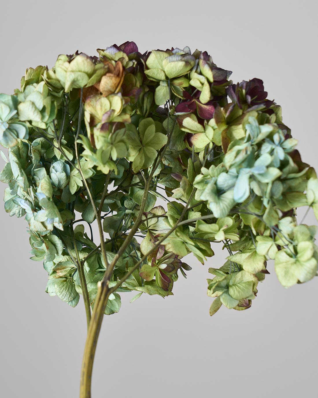 ［ドライフラワー］紫陽花 ユーアンドミートゥギャザー