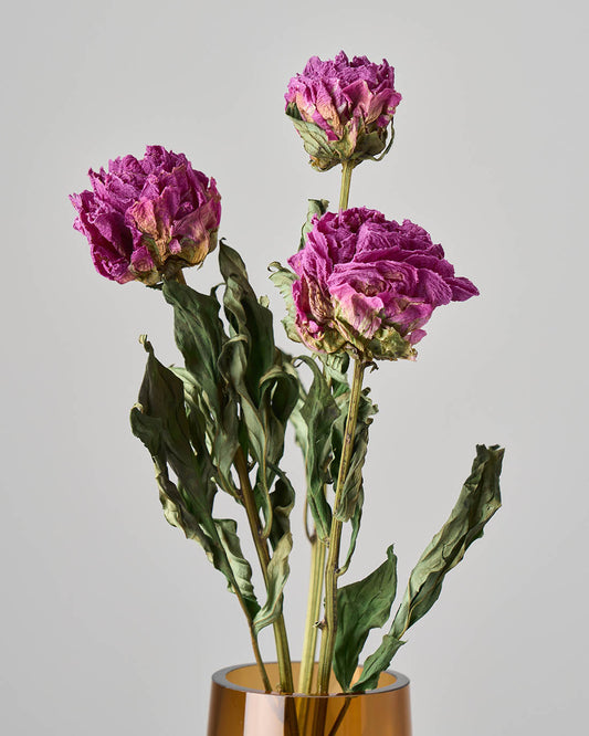 ［ドライフラワー］芍薬
