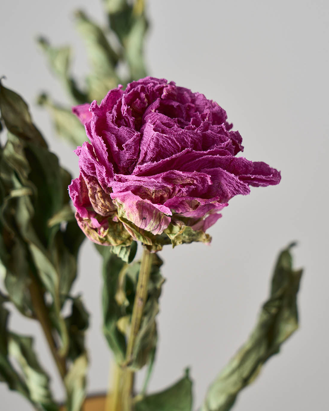 ドライフラワー］芍薬 商品ページ - 土と風の植物園
