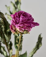 ［ドライフラワー］芍薬