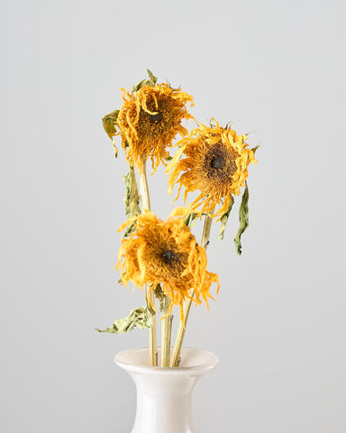 巨大ドライフラワー　2枚セット 約200cm x 100cm 20260521__0079_large.jpg?v=
