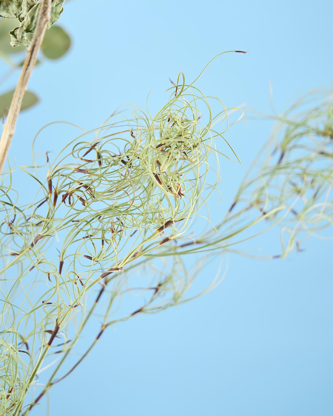 ＜朝風＞ 夏を彩るひまわりのドライフラワーセット