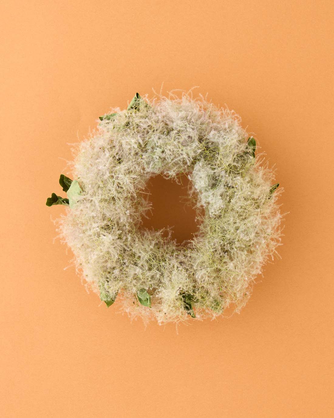 【7/10まで10%OFF】＜雲のすみか＞スモークツリーのリース