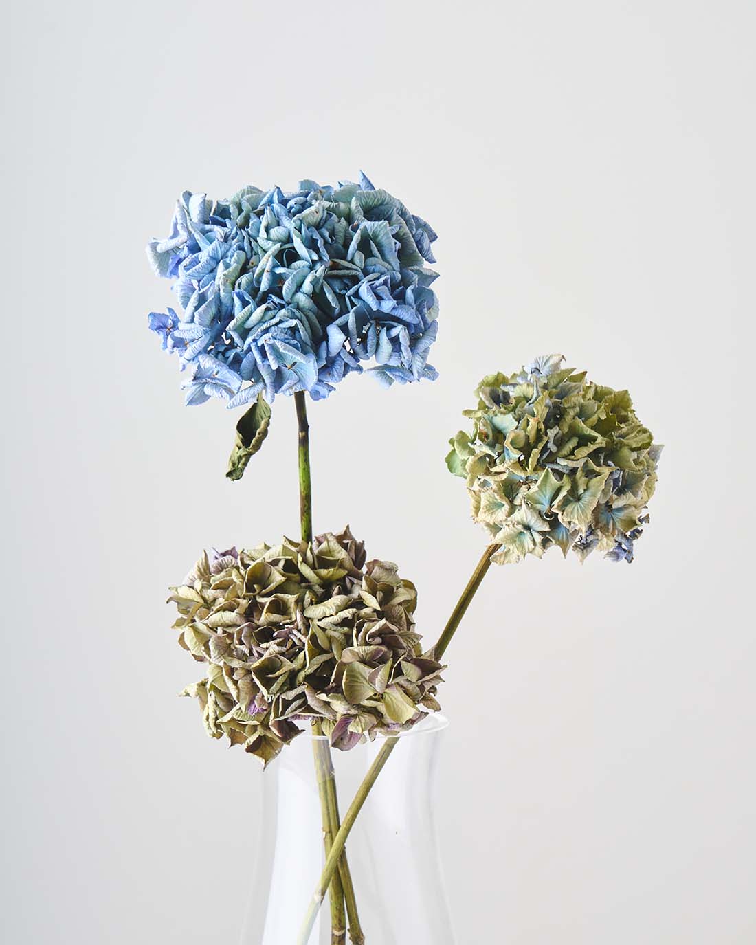 紫陽花のドライフラワー – 土と風の植物園
