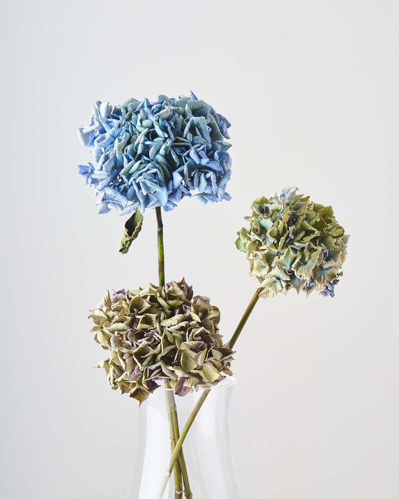 やさしい気持ちになれるミニ紫陽花のセット