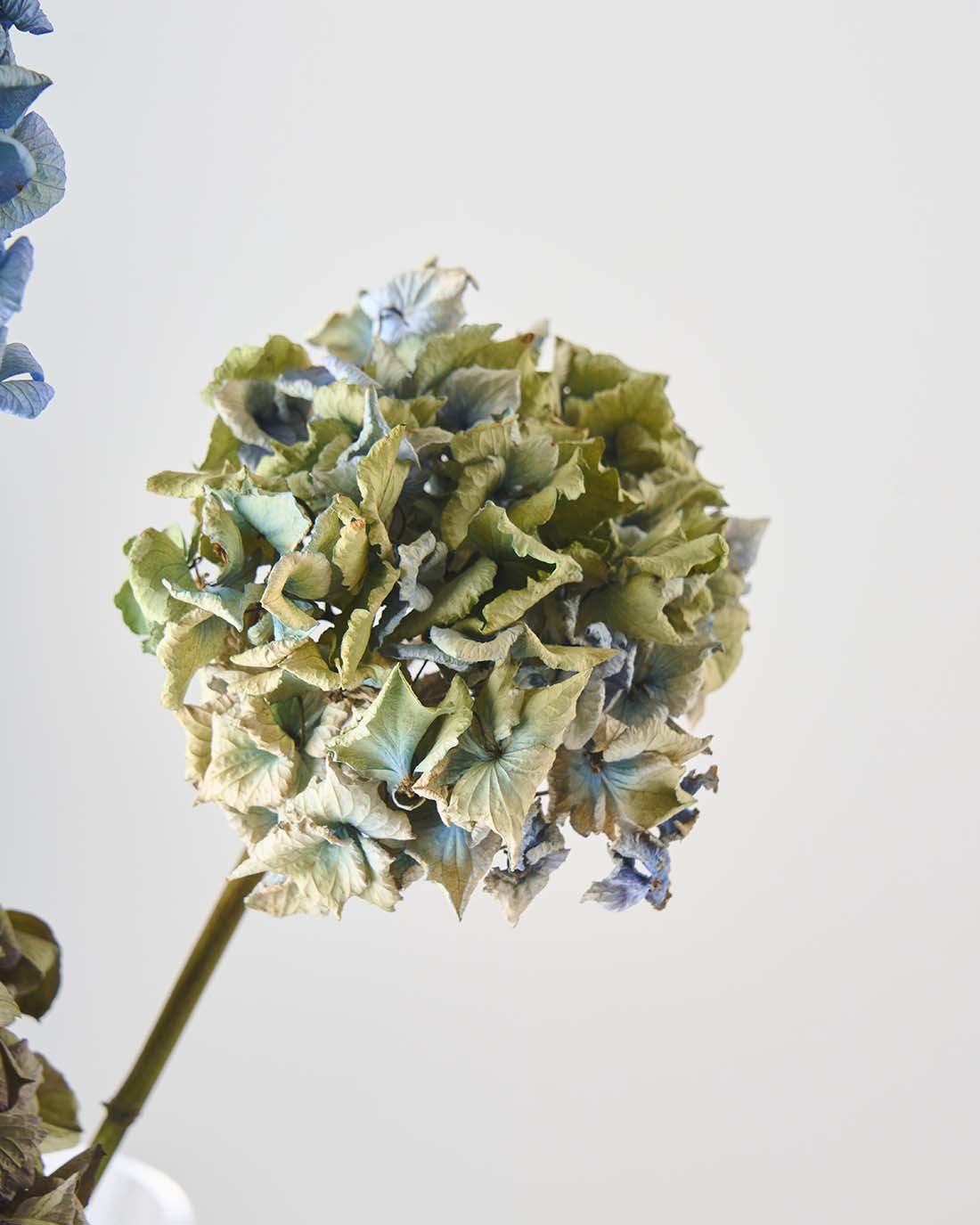 ニュアンスカラーのミニ紫陽花（3本セット）