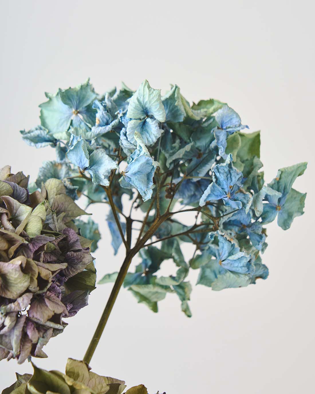 ニュアンスカラーのミニ紫陽花（3本セット）