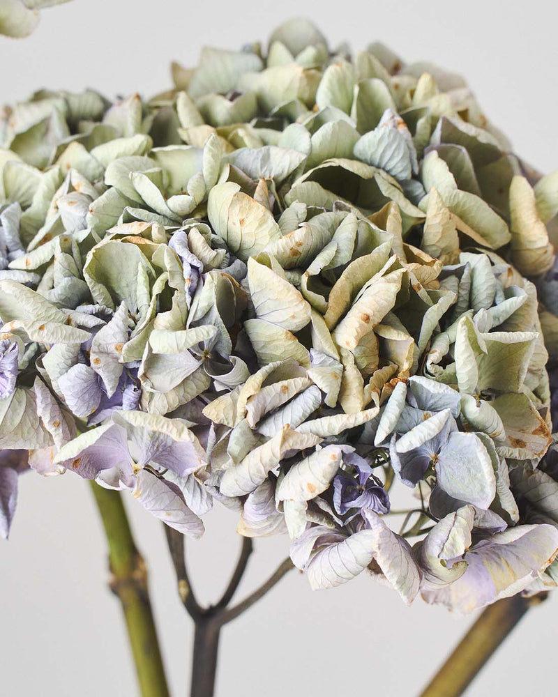 絶妙なパープル × グリーンの紫陽花