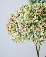 ［ドライフラワー］紫陽花 パレットクラシック