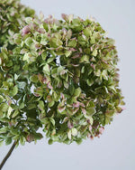 ［ドライフラワー］紫陽花 パレットクラシック