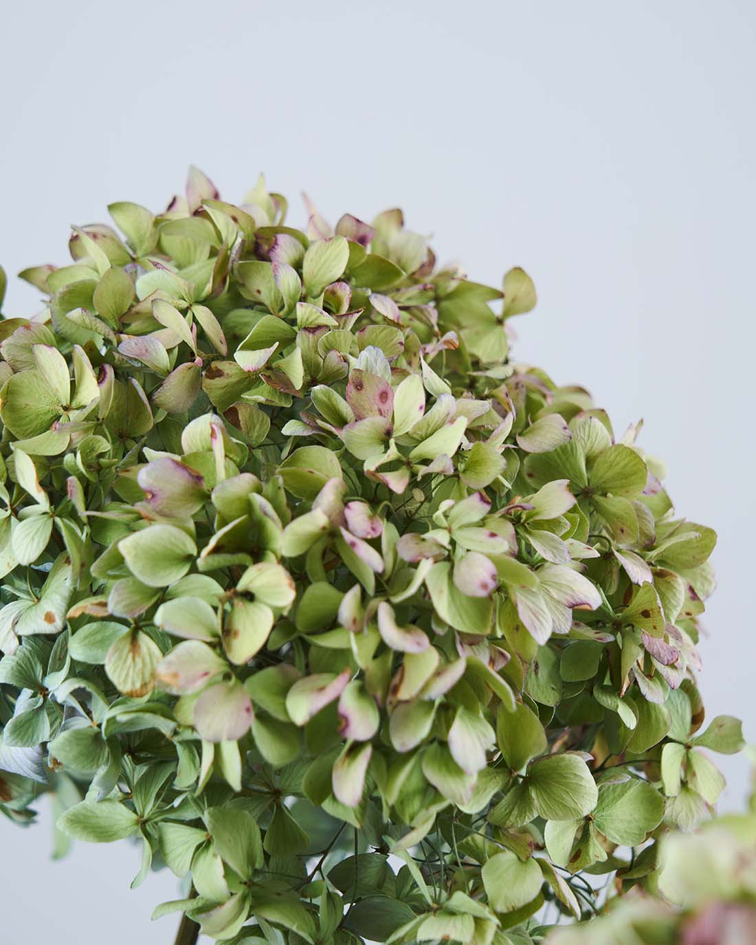 ［ドライフラワー］紫陽花 パレットクラシック