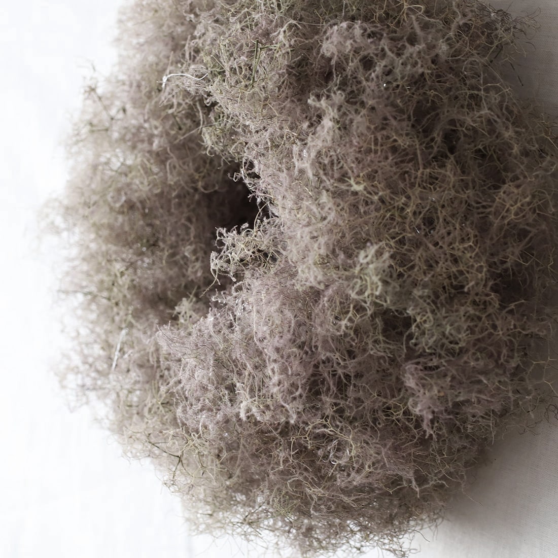 リース］スモークツリー＜バード・ネスト＞ 商品ページ - 土と風の植物園