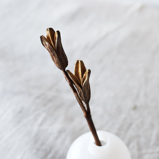 ［ドライフラワー］アヤメの実