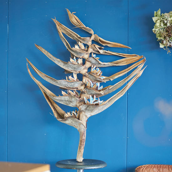 ［ドライフラワー］タビビトノキ