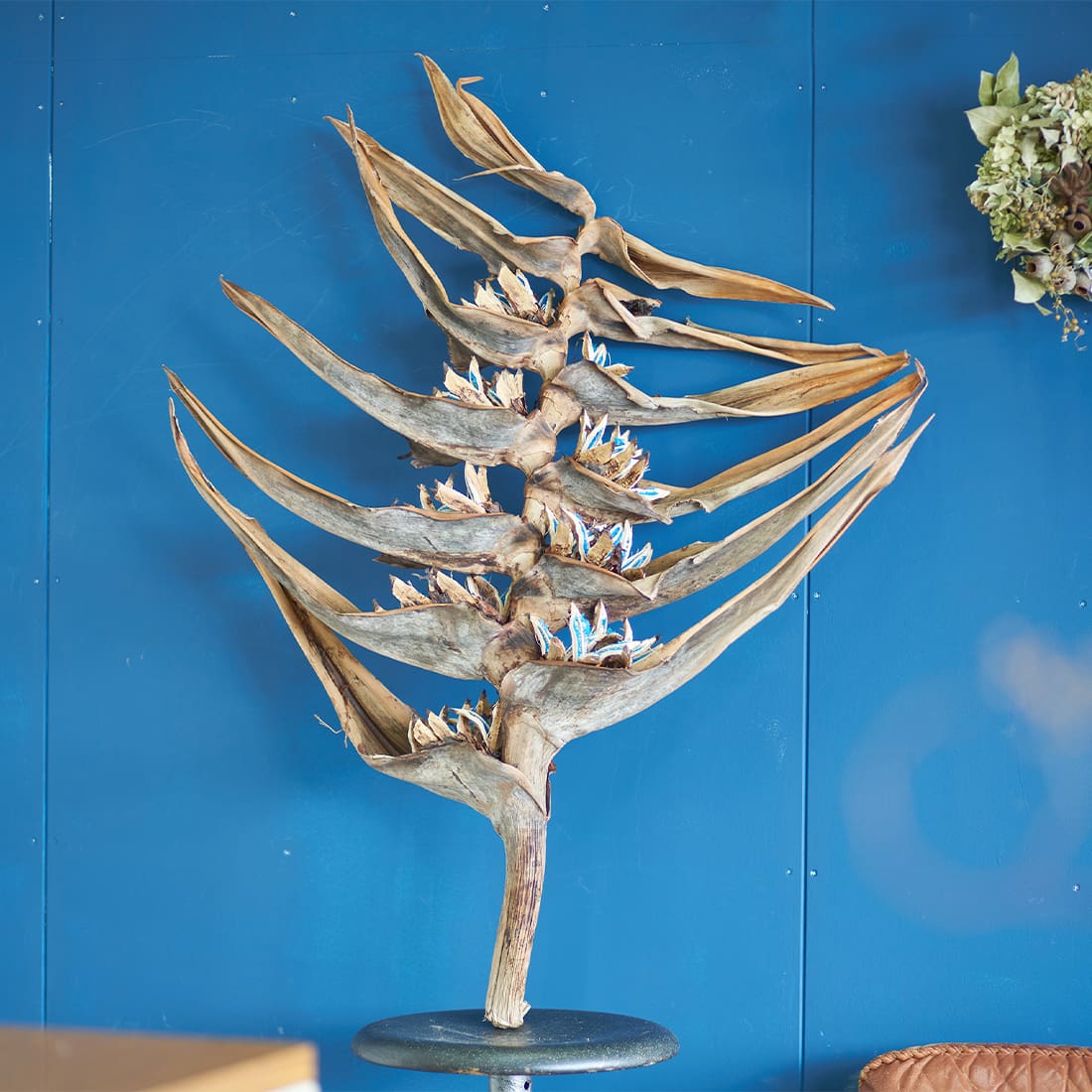 BIGボタニカル］タビビトノキ の商品ぺージ - 土と風の植物園