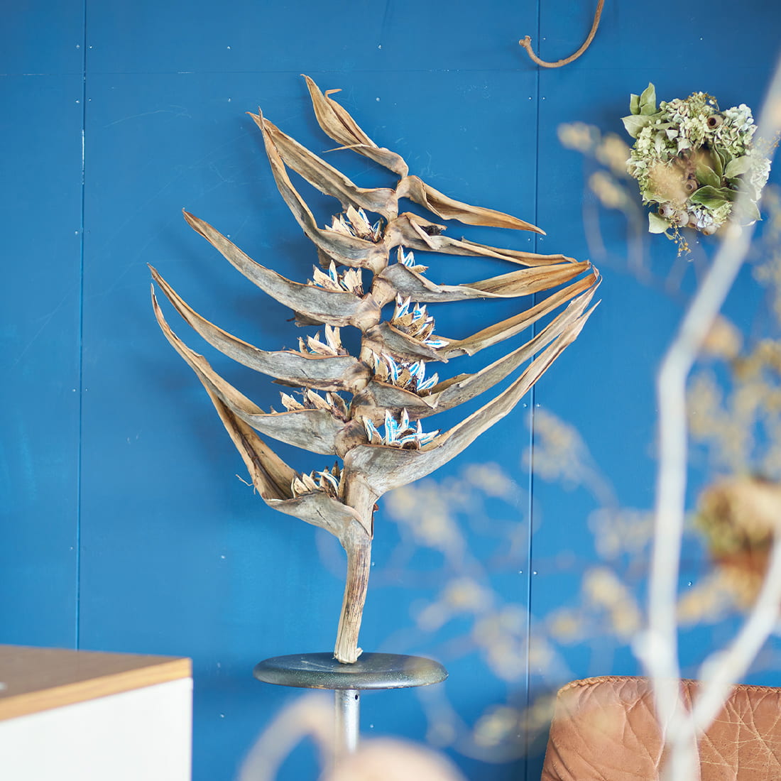 BIGボタニカル］タビビトノキ の商品ぺージ - 土と風の植物園