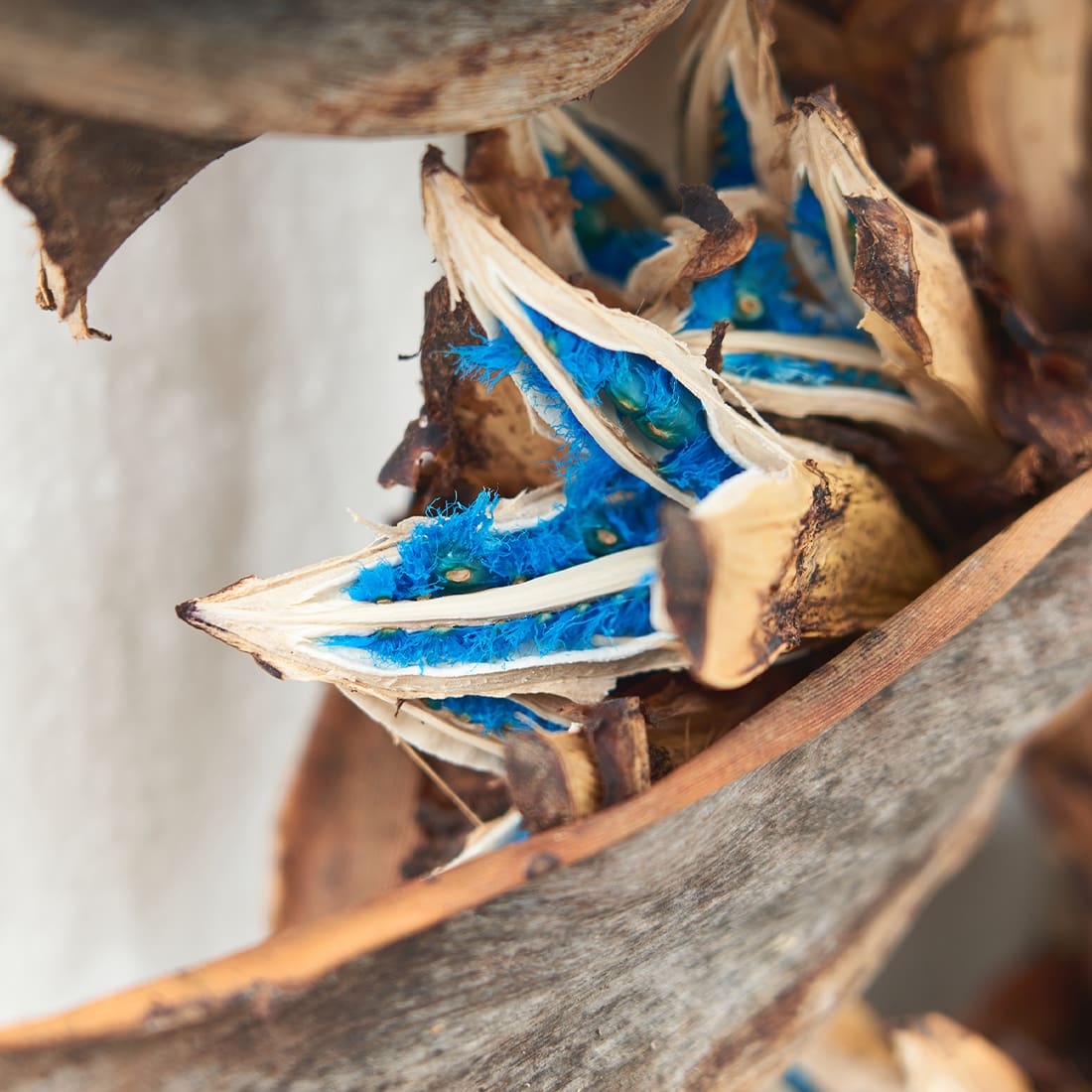 ドライフラワー］タビビトノキの商品ぺージ - 土と風の植物園