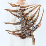 ［BIGボタニカル｜ドライ］タビビトノキ　