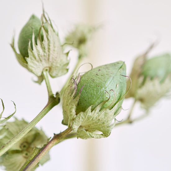 期間限定 小さなテキサスの自由研究 ＊ご自宅へお届け