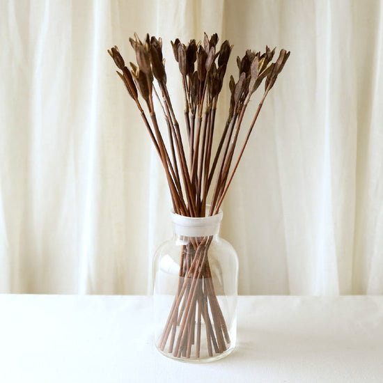 ［ドライフラワー］アヤメの実