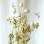 ［ドライフラワー］千日紅　ホワイト