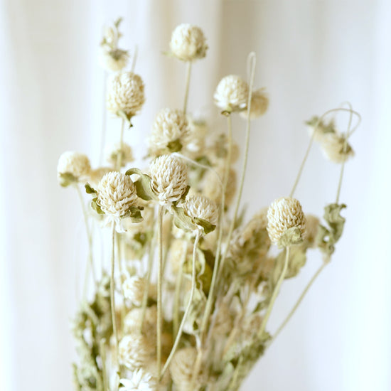 ［ドライフラワー］千日紅　ホワイト