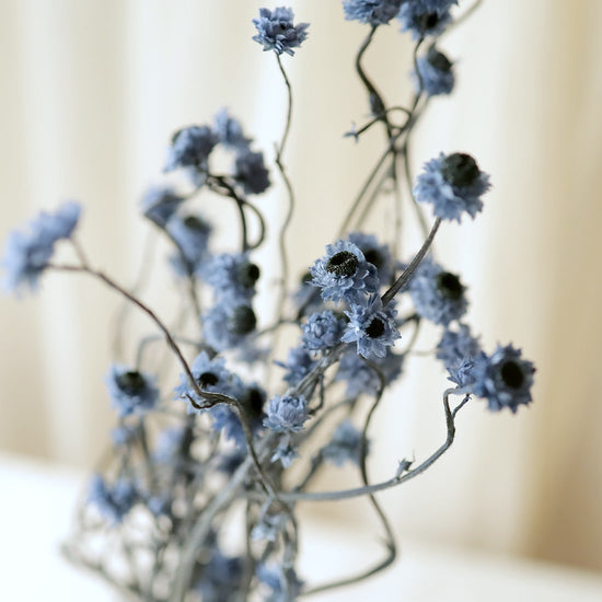 ［ドライフラワー］アンモビューム　ブルー