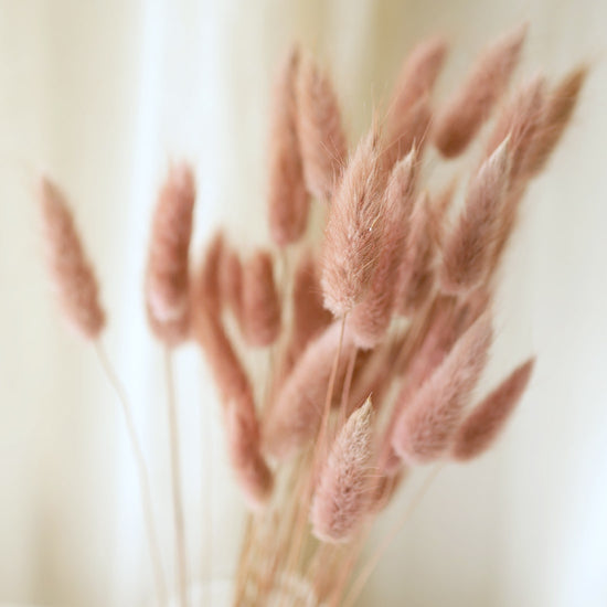 ［ドライフラワー］バニーテール ナチュラルピンク