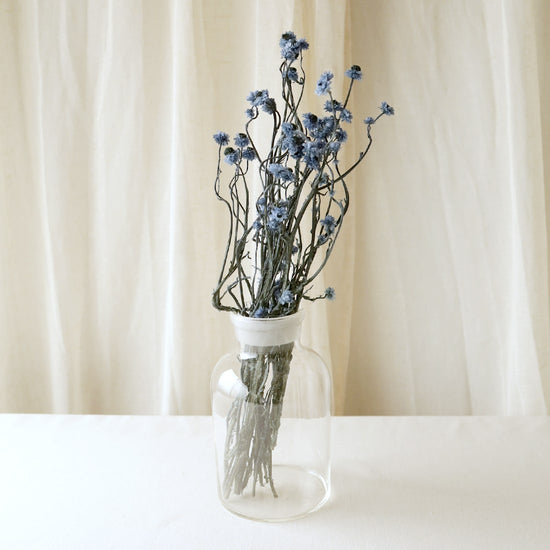 ［ドライフラワー］アンモビューム　ブルー