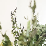［BIGボタニカル｜ドライ］ユーカリ おまかせ  90-100cm