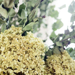 ［BIGボタニカル｜ドライ］アナベル