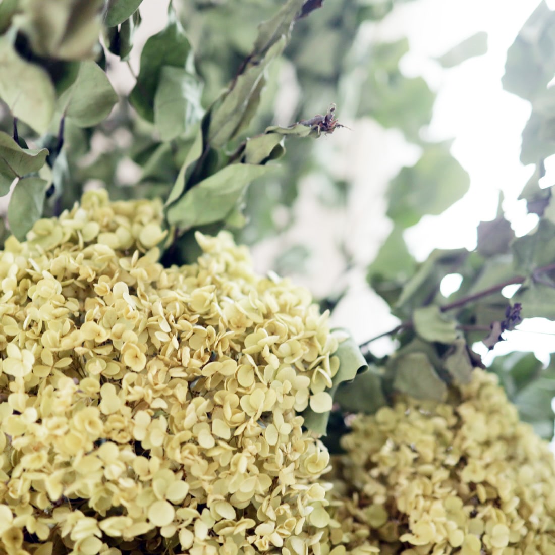 ［BIGボタニカル｜ドライ］アナベル