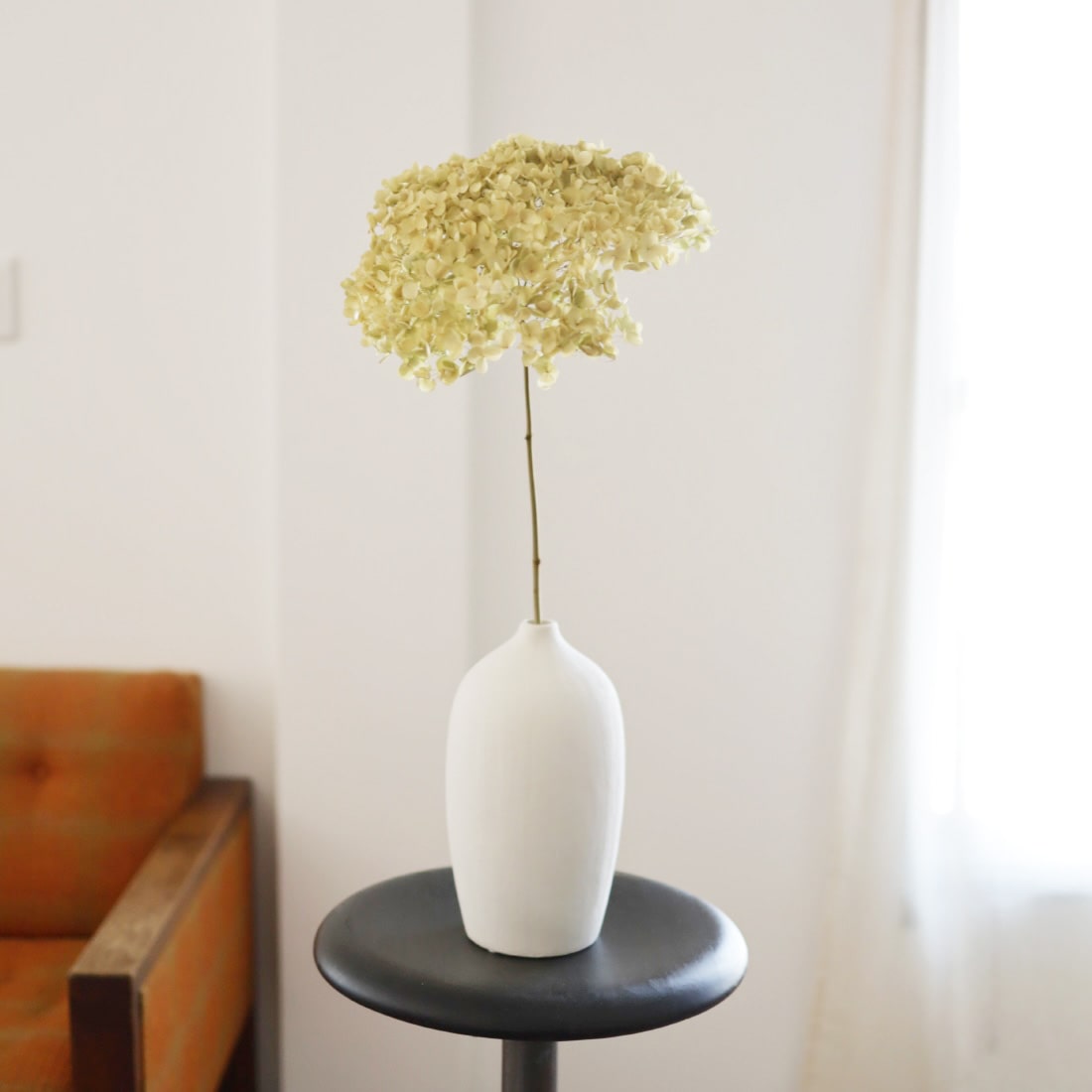 BIGボタニカル］アナベル 商品ページ - 土と風の植物園