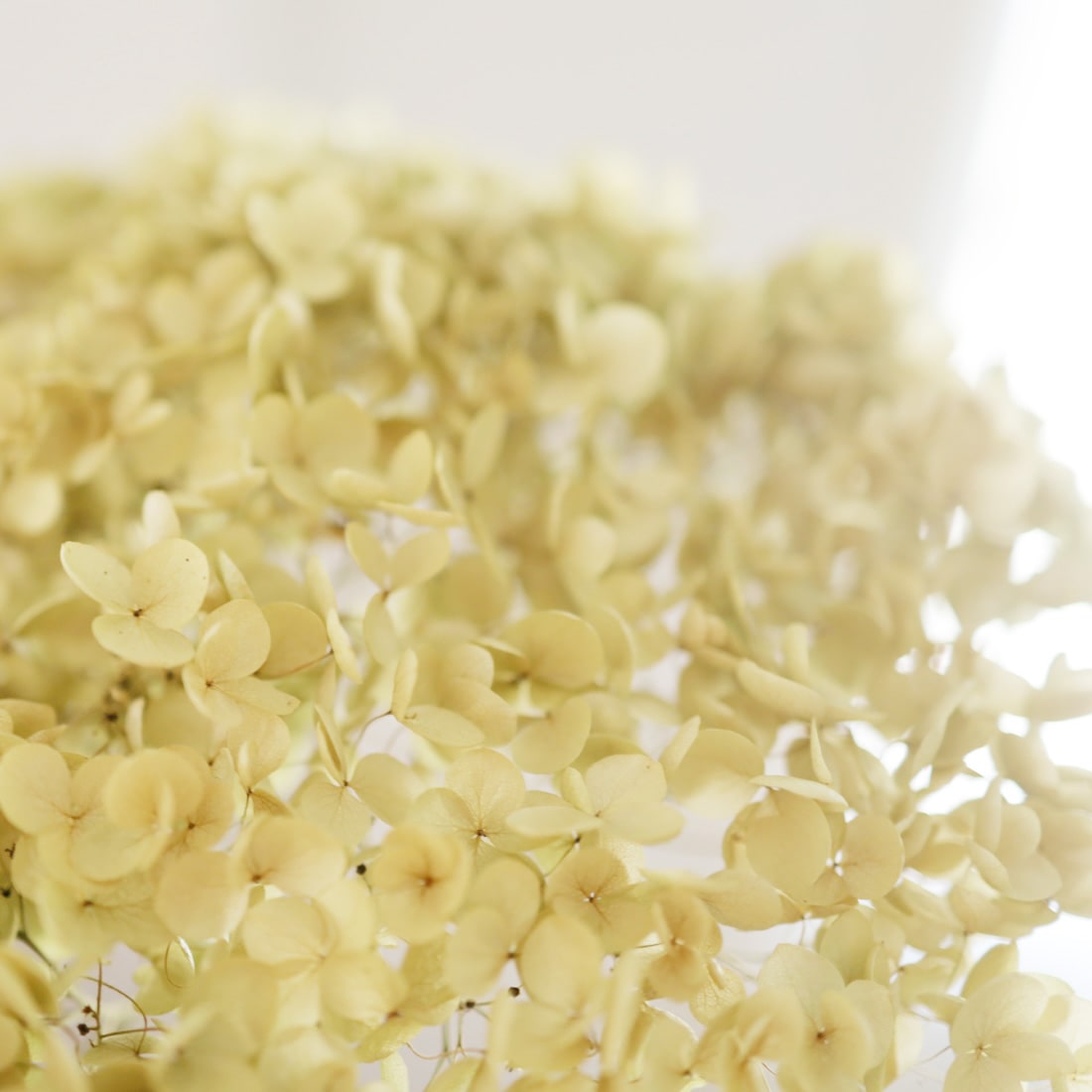 ［BIGボタニカル｜ドライ］アナベル