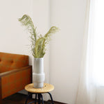 ［BIGボタニカル｜ドライ］ソテツ 60-70cm