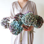 ＜マジックアワー＞紫陽花のミニリース