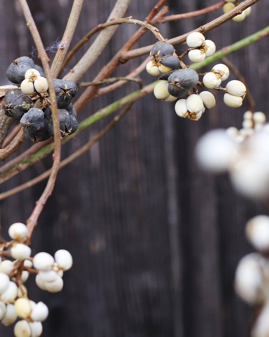 ドライフラワー］ナンキンハゼ 商品ページ - 土と風の植物園