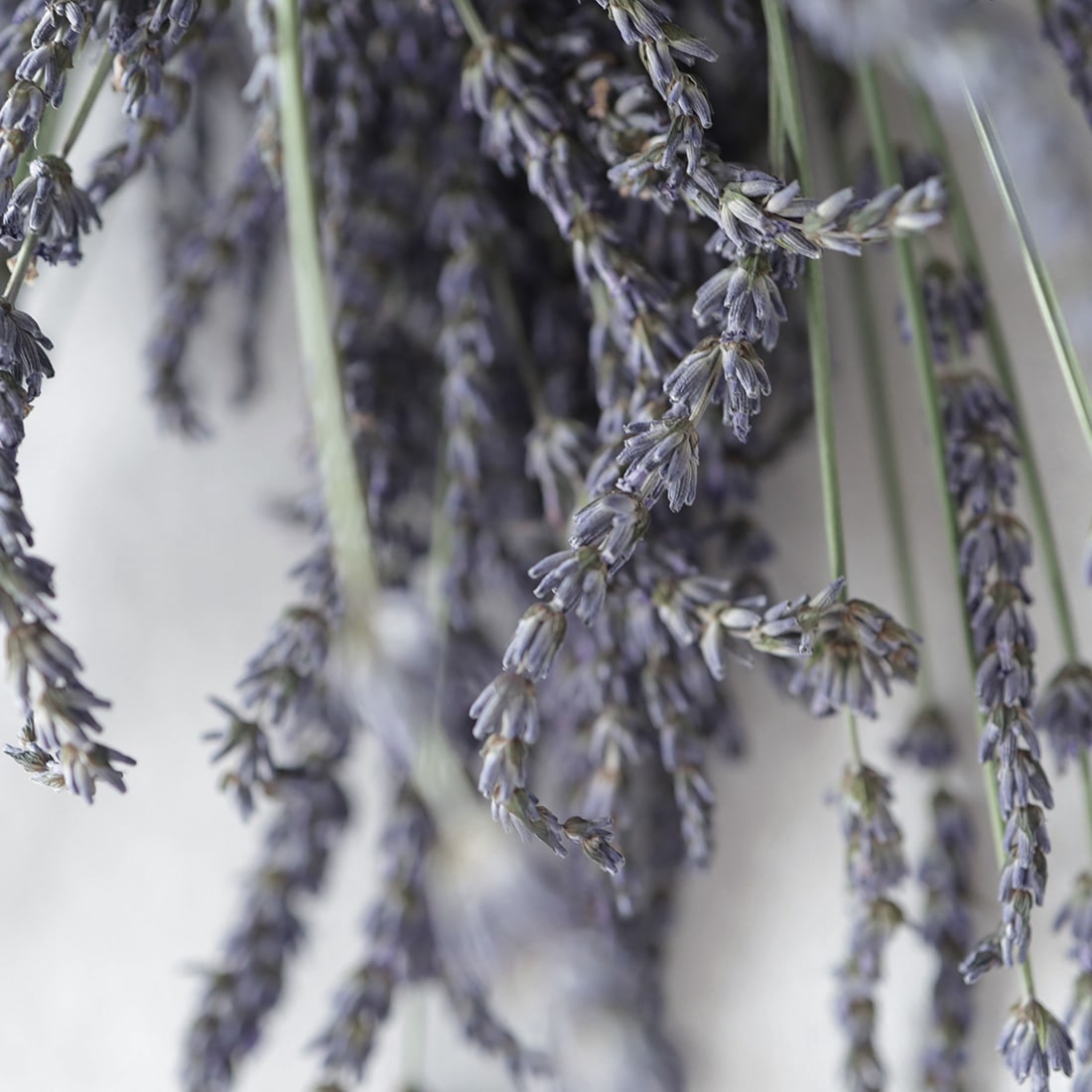 ＜グロッソ＞大ぶりラベンダーのスワッグ