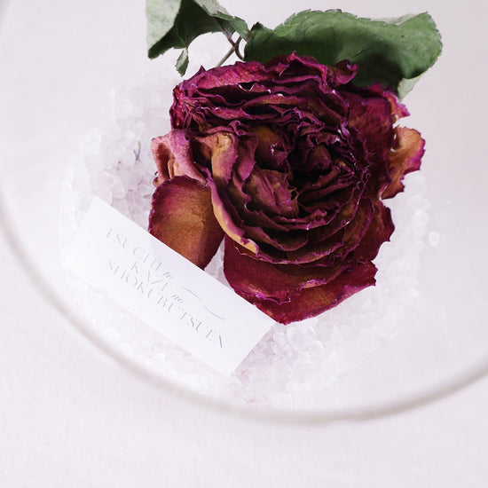 バラ「イブ・ピアッチェ」のモイストポプリ