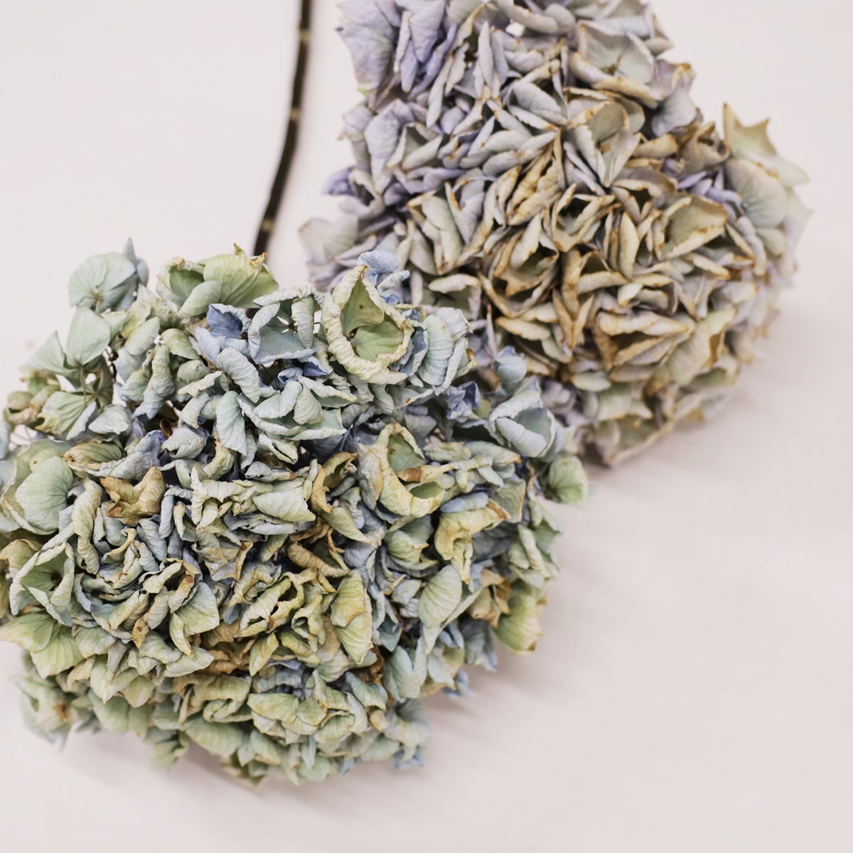 ［ドライフラワー］ヴィンテージブルーグリーンの紫陽花 ３本セット