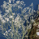 ［ドライフラワー］カスミソウ