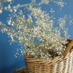 ［ドライフラワー］カスミソウ