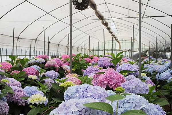 地元の生産者・クロダナーセリーさんが育てた紫陽花です
