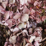 ［ドライフラワー］心を癒す、まどろみピンクの紫陽花（2本セット）