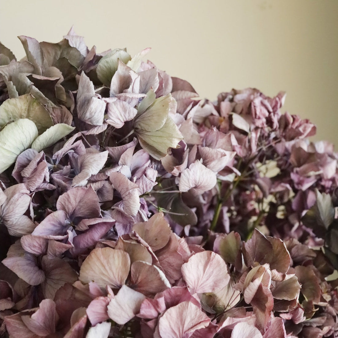 ドライフラワー］心を癒す、まどろみピンクの紫陽花 商品ページ - 土と
