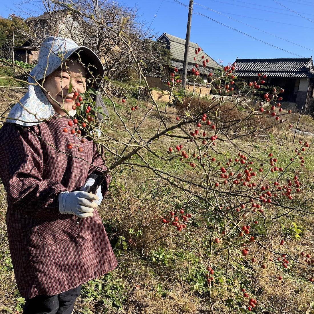 ［ドライフラワー］小さなテキサスの野ばらの実